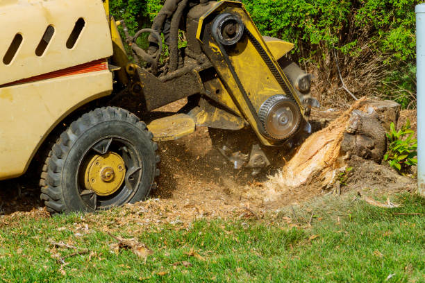 Best Affordable Tree Cutting  in Waterflow, NM